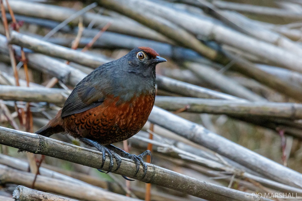 Black-throated Huet-huet - Pio Marshall