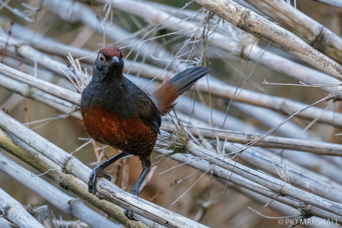 Black-throated Huet-huet - Pio Marshall