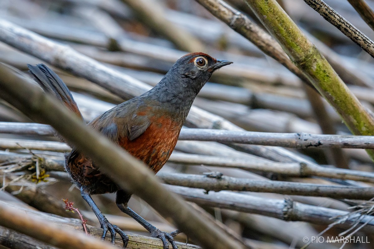 Black-throated Huet-huet - ML454393151