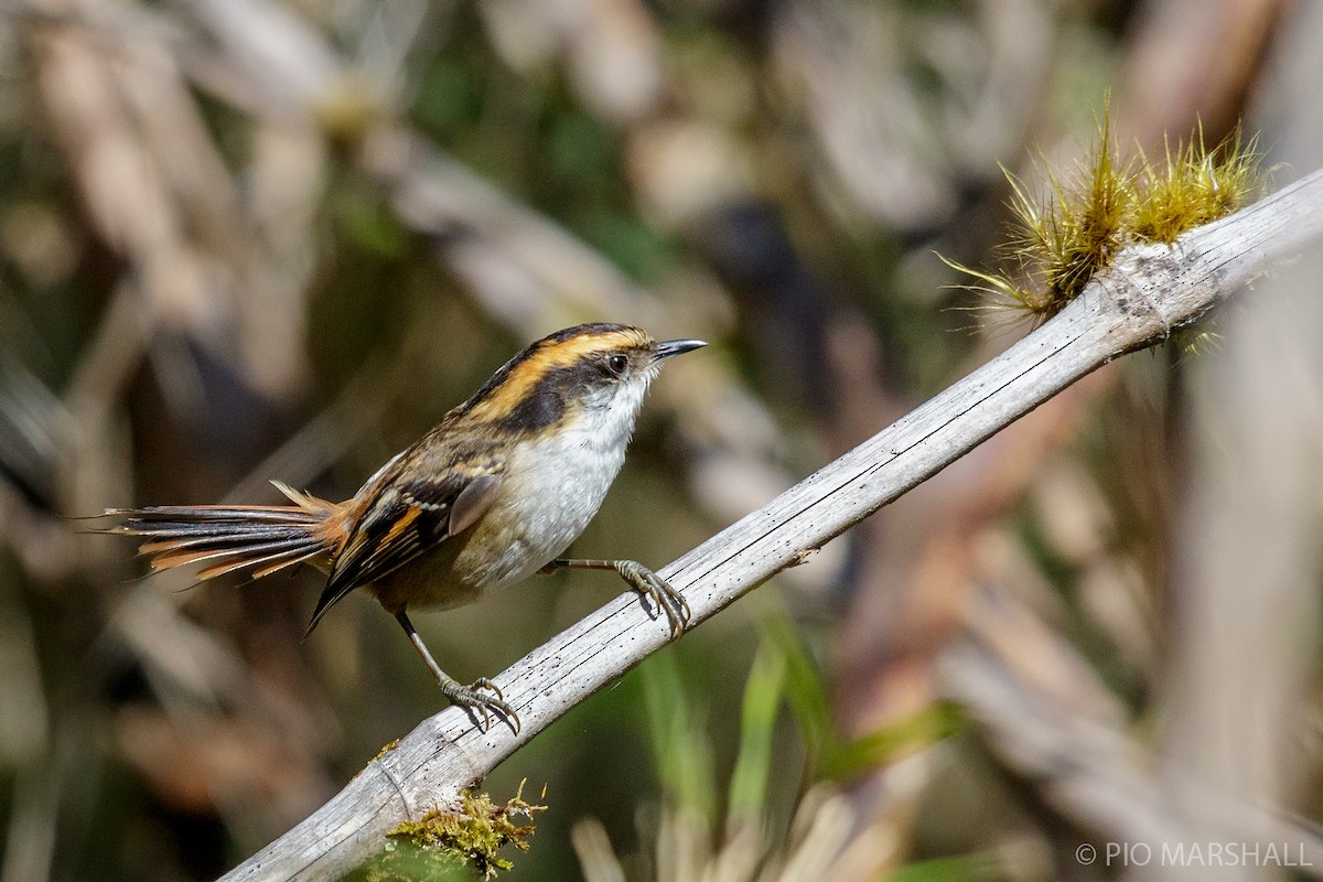 Thorn-tailed Rayadito - ML454393241