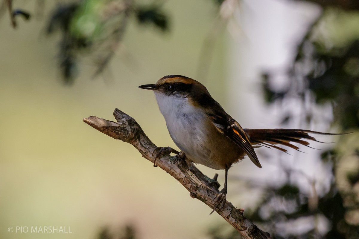 Thorn-tailed Rayadito - ML454393261