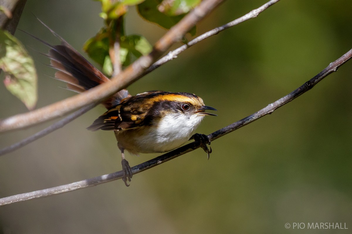 Thorn-tailed Rayadito - Pio Marshall