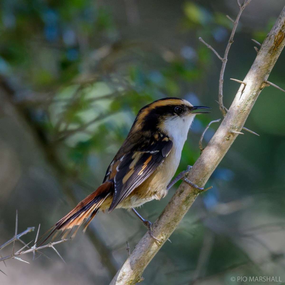 Thorn-tailed Rayadito - Pio Marshall