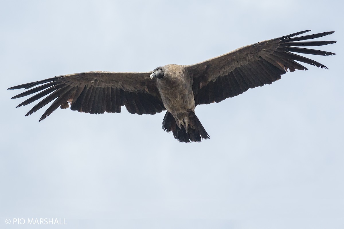 Andean Condor - ML454393811