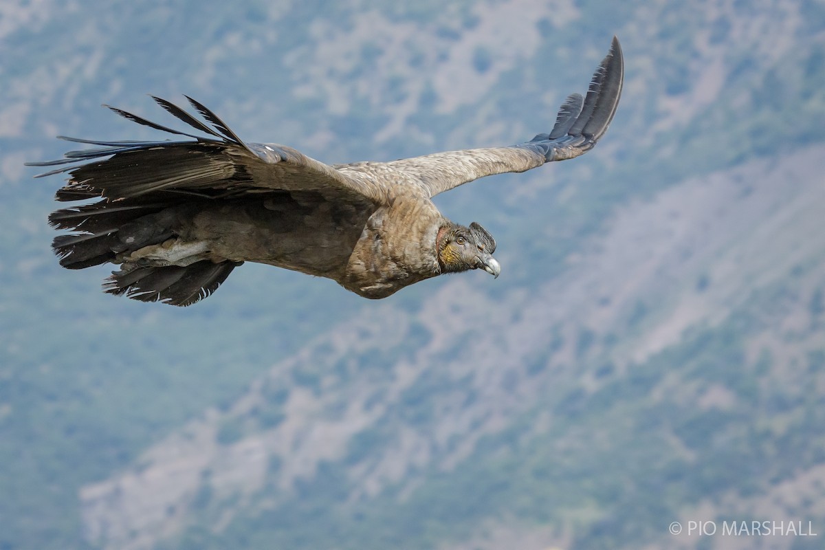 Andean Condor - ML454393861