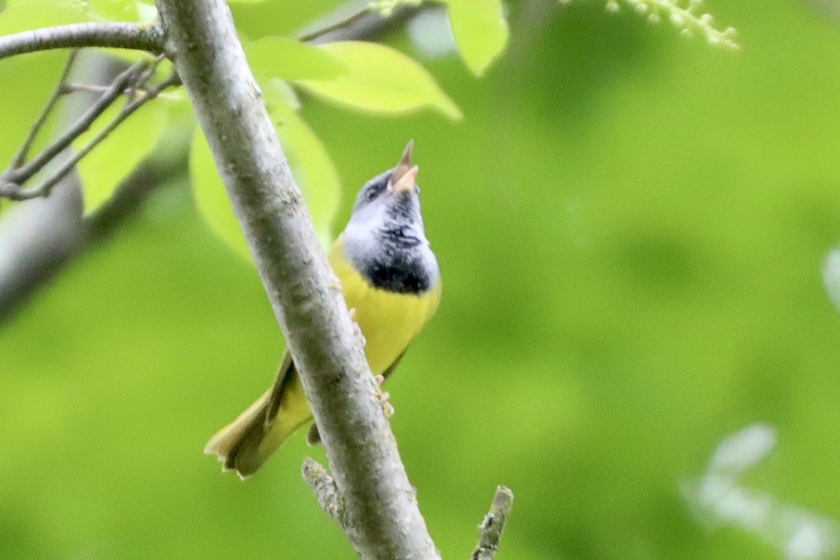 Mourning Warbler - ML454393881
