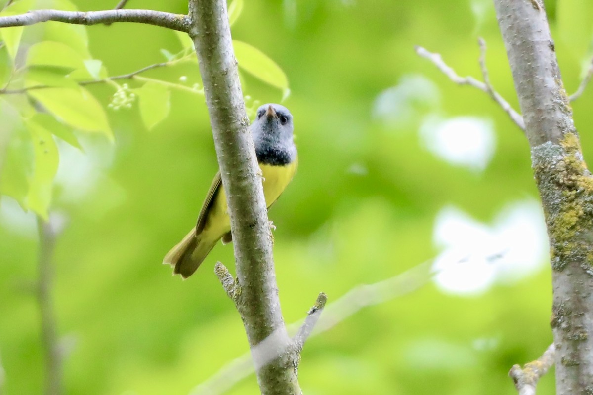 Mourning Warbler - ML454393891