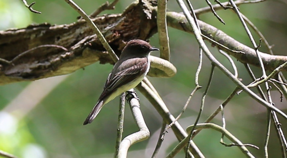 Eastern Phoebe - ML454394821