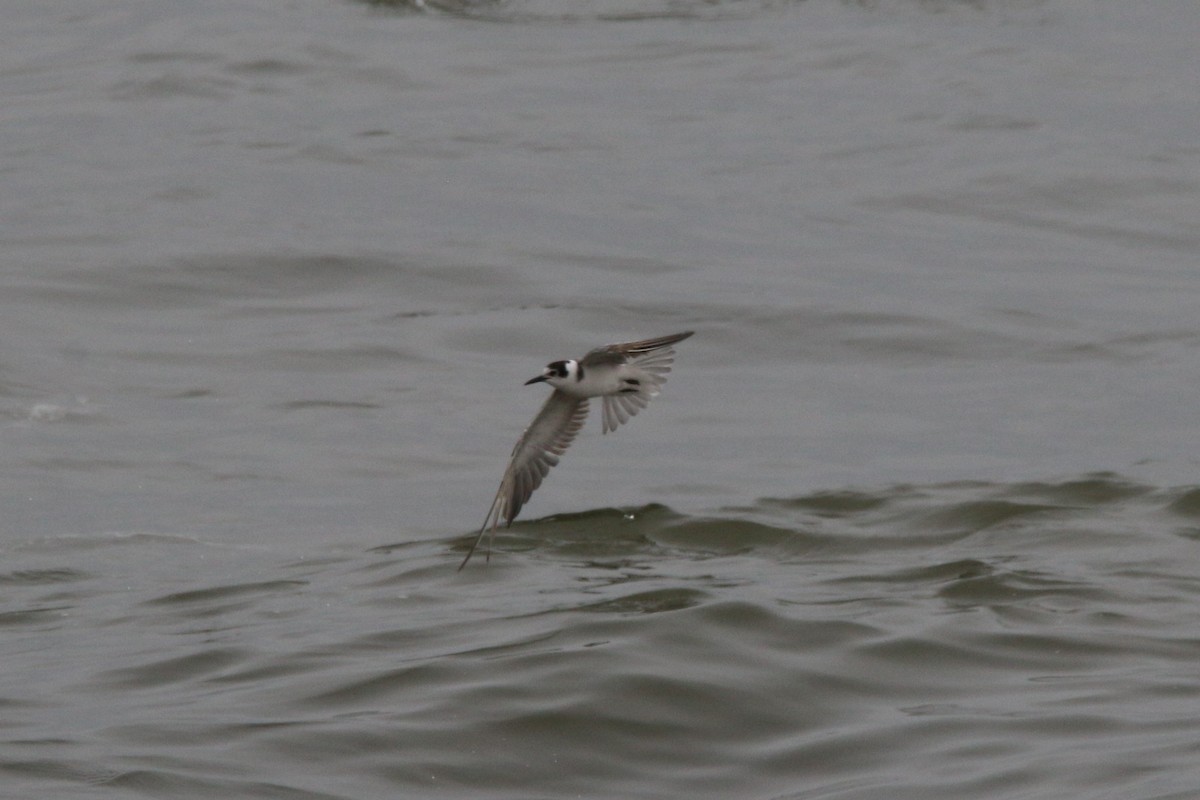 Black Tern - ML454395301