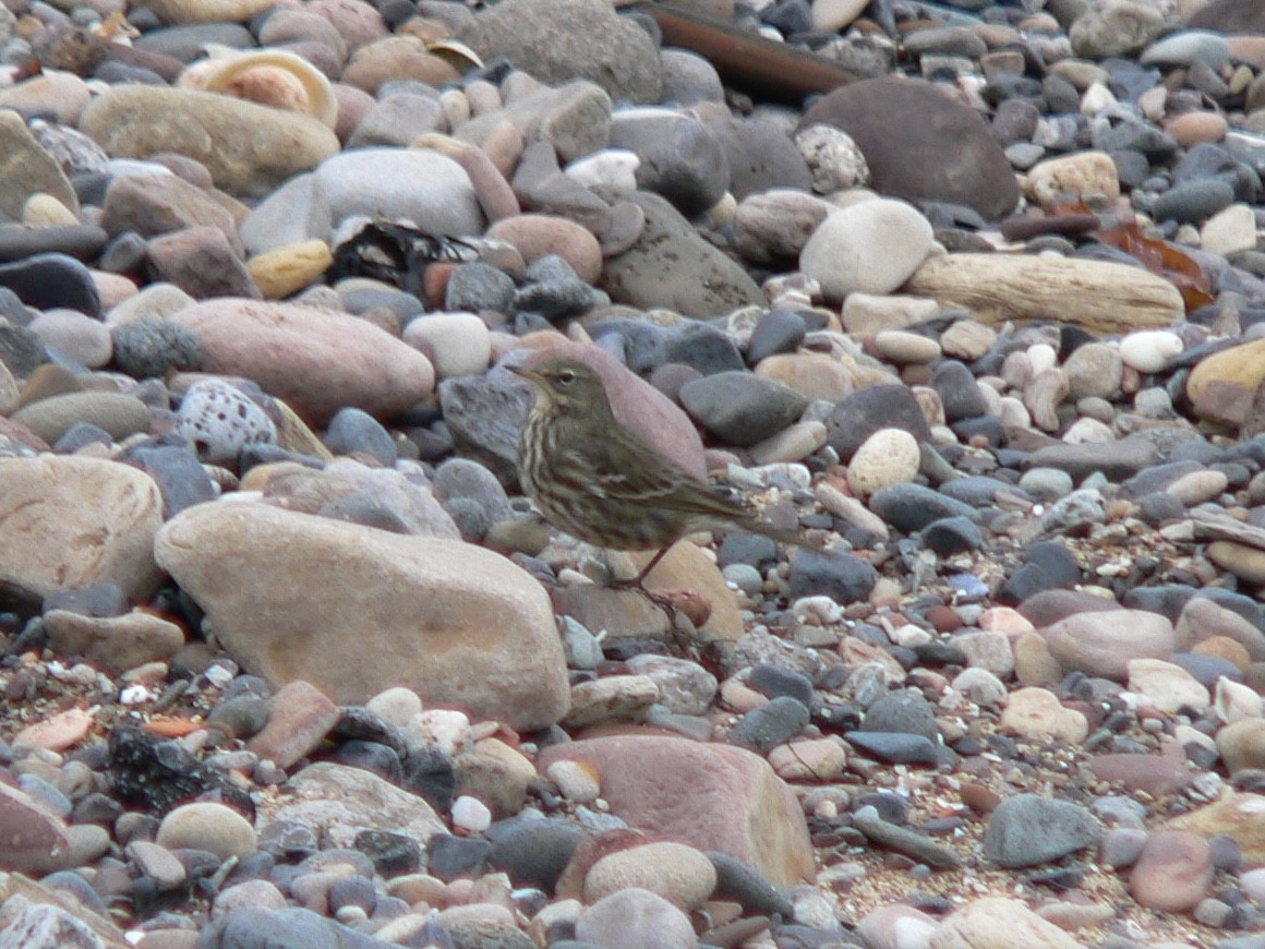 Rock Pipit - ML454395601