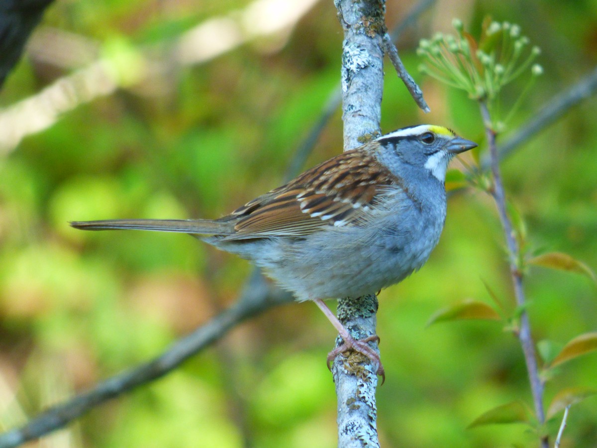 White-throated Sparrow - ML454398151