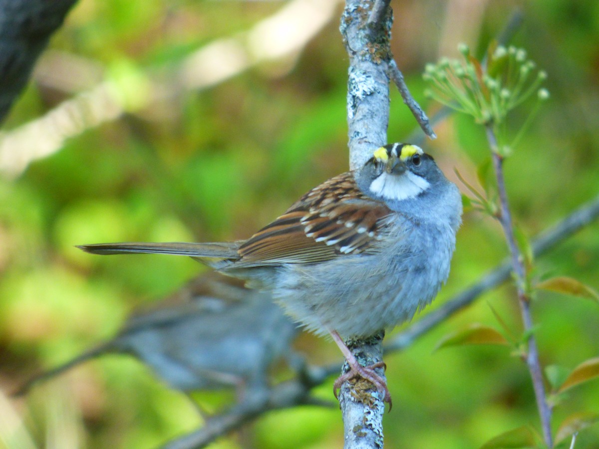 White-throated Sparrow - C Douglas