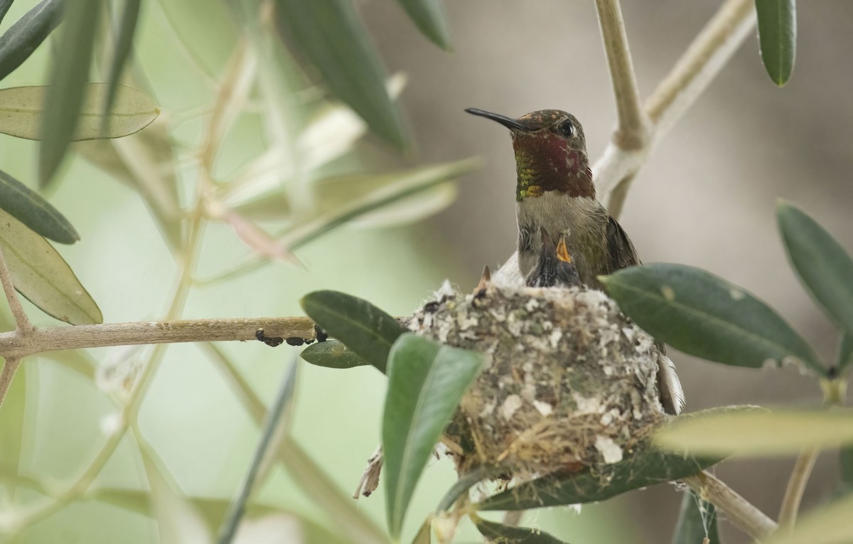 Anna's Hummingbird - Marky Mutchler