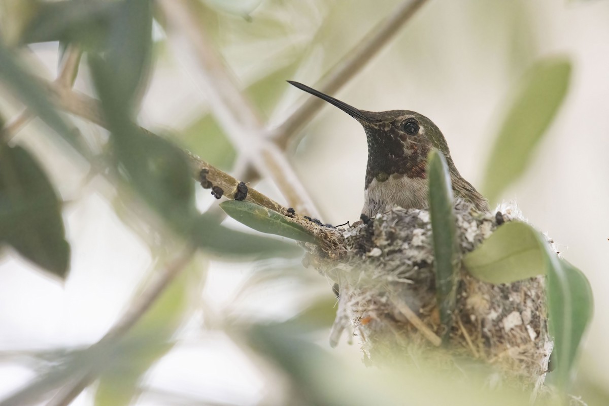 Anna's Hummingbird - Marky Mutchler