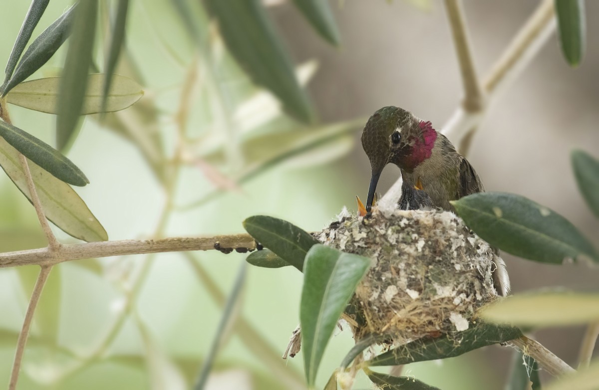 Anna's Hummingbird - Marky Mutchler