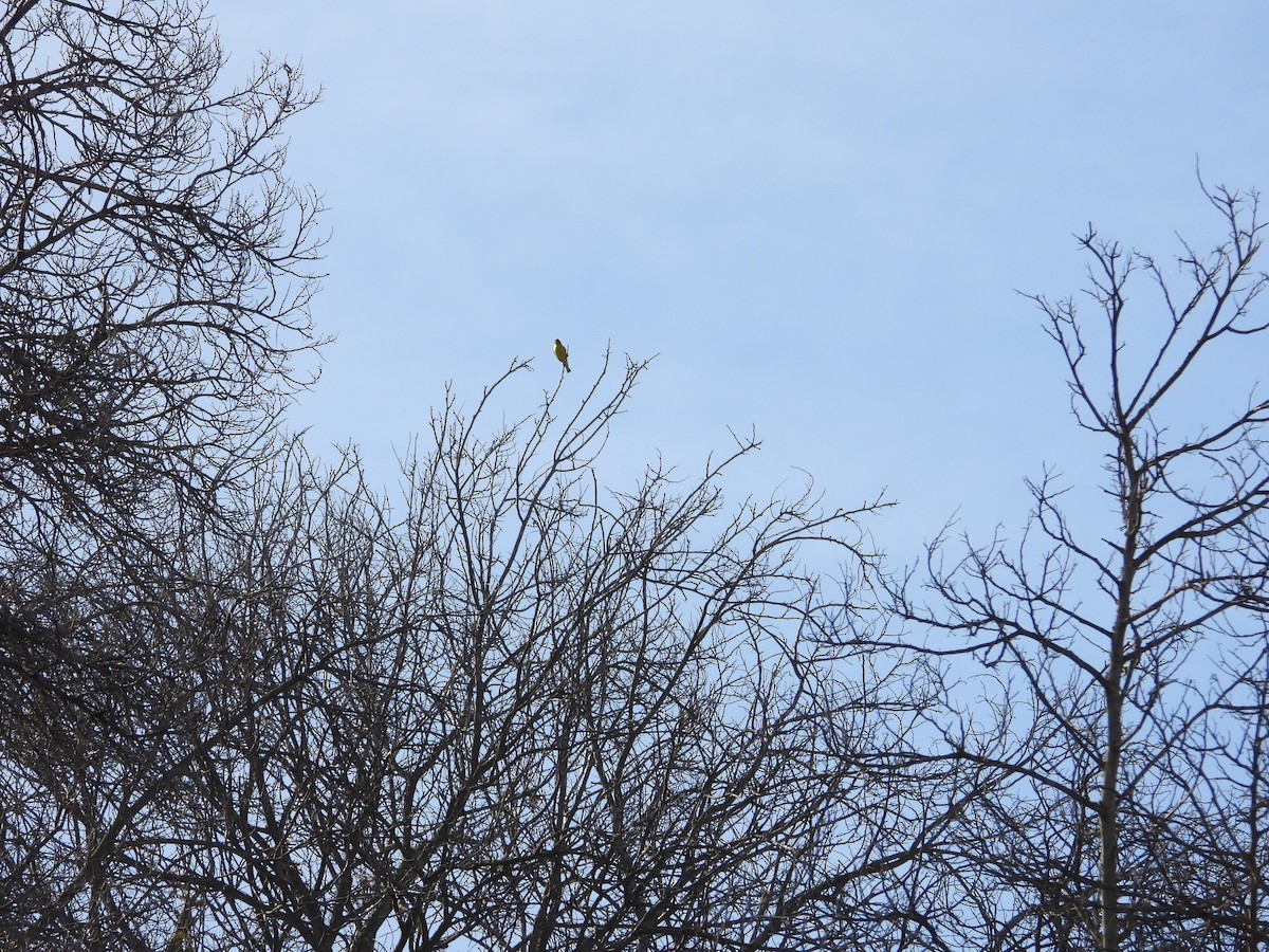 Lesser Goldfinch - ML454398951