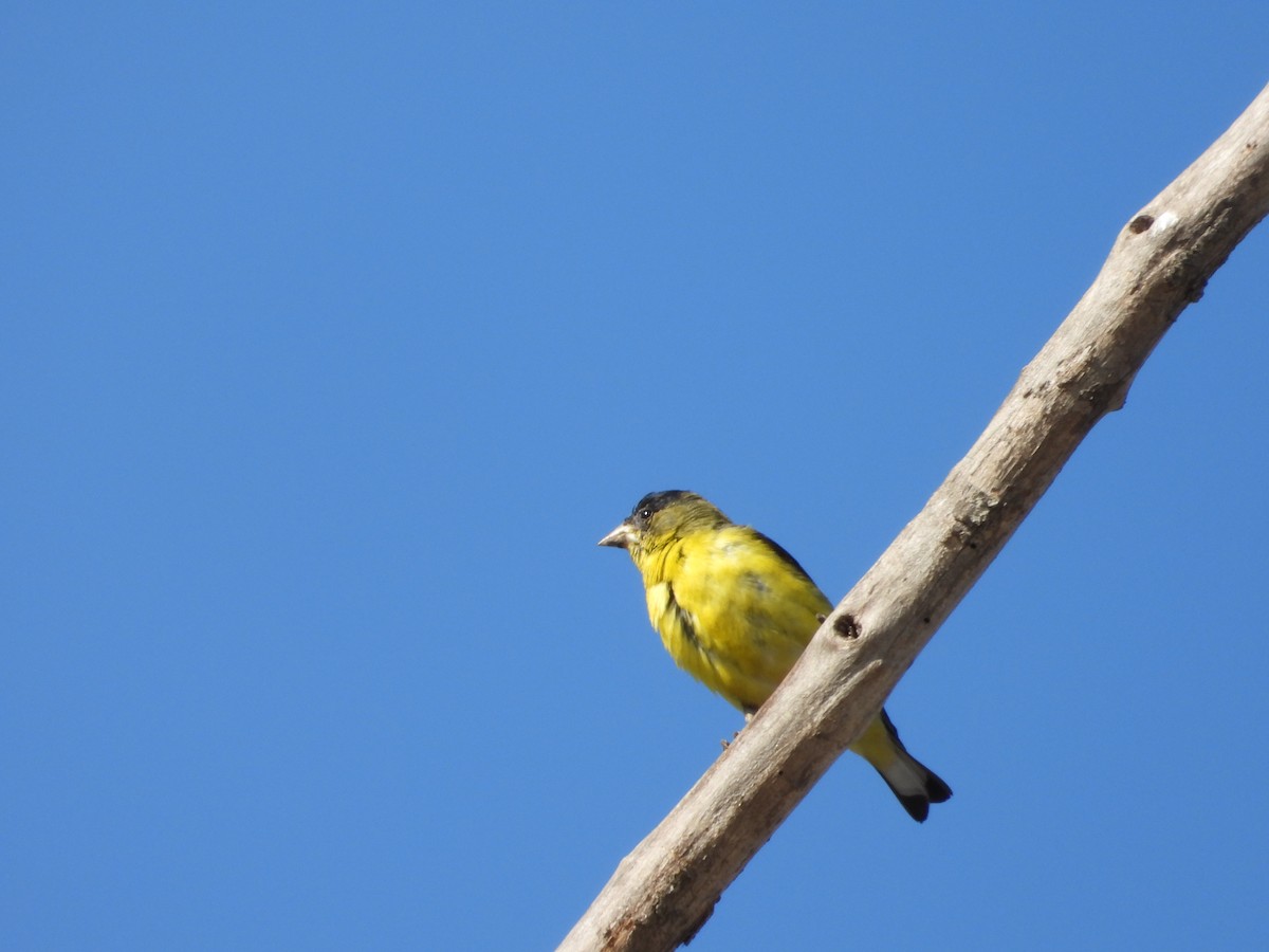 Lesser Goldfinch - ML454399251