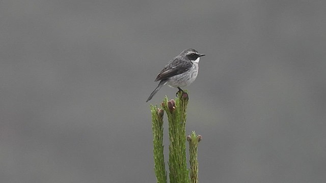 Gray Bushchat - ML454400141