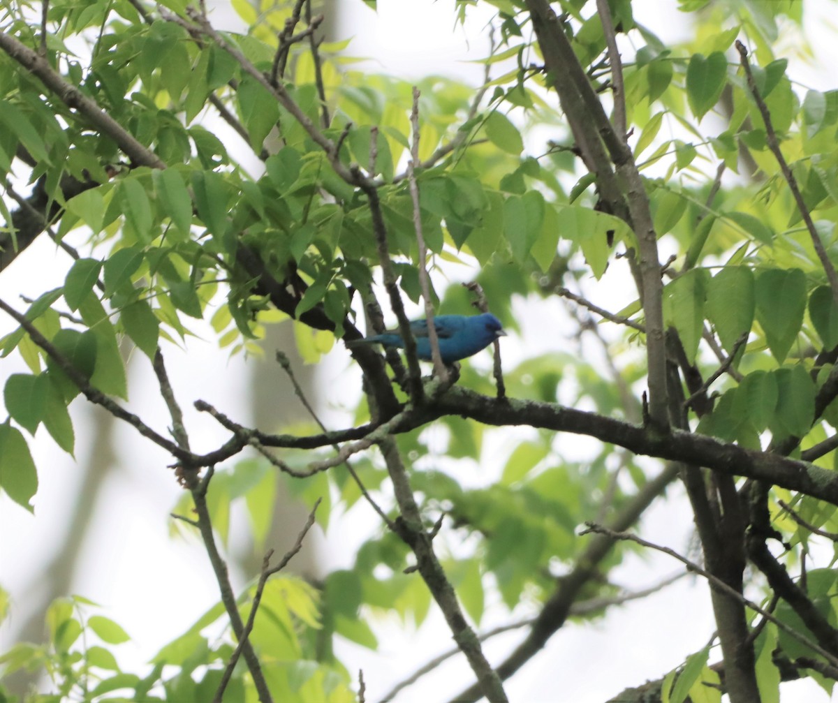 Indigo Bunting - ML454400351