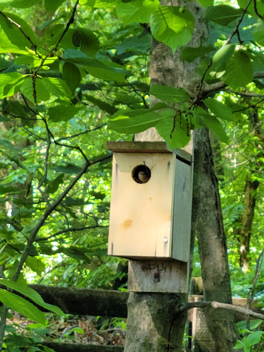 House Wren - ML454400451