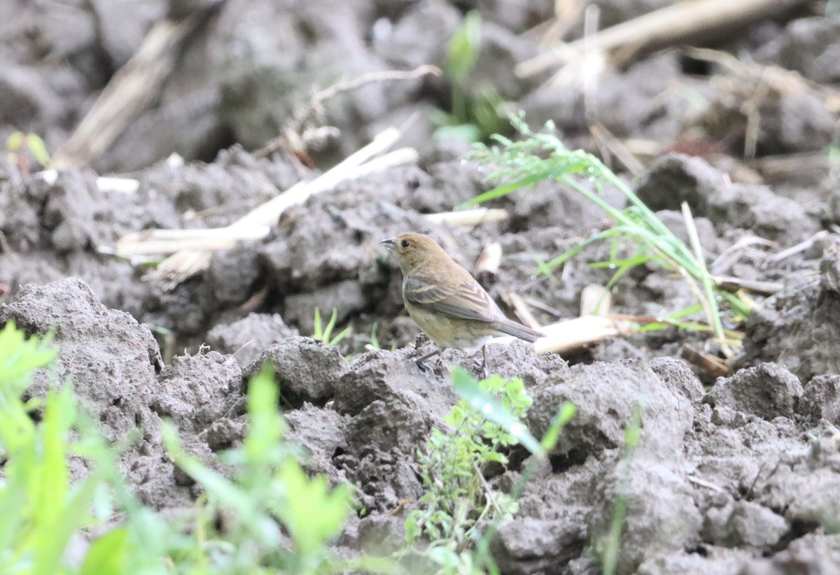 Indigo Bunting - ML454401241