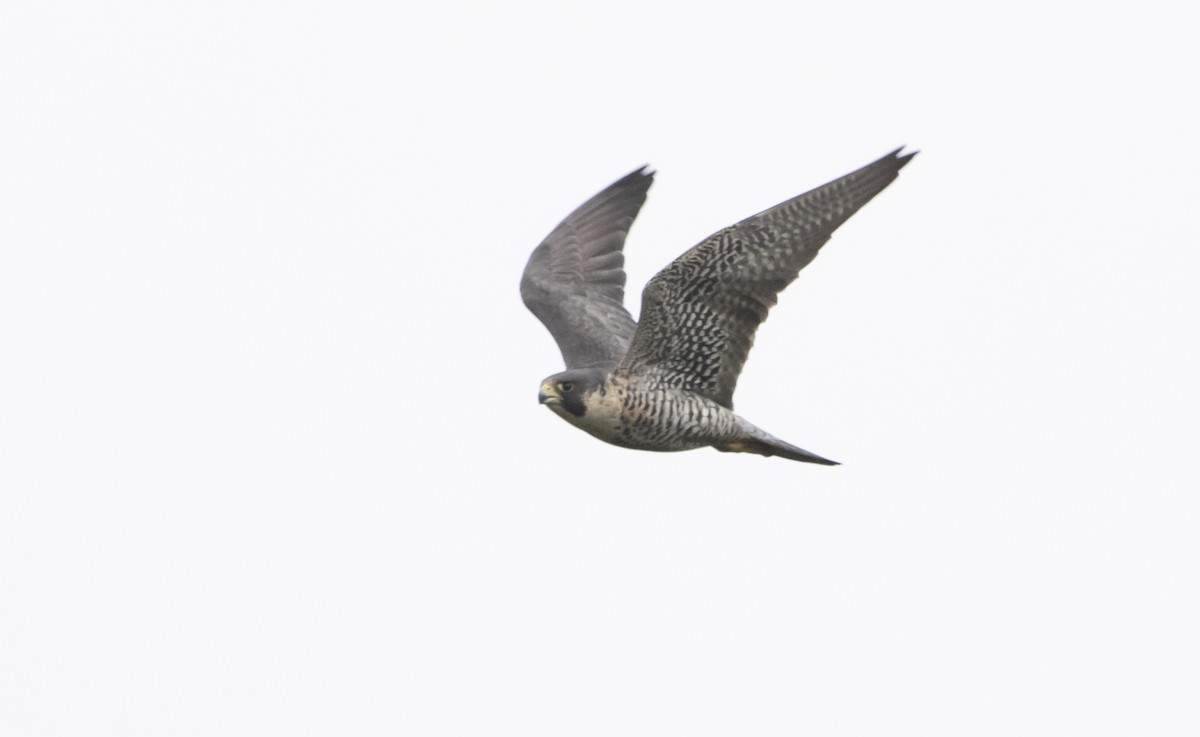 Peregrine Falcon - ML454401421