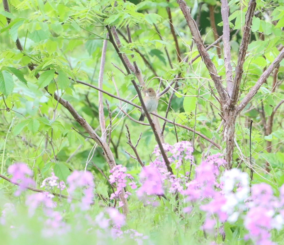 Indigo Bunting - ML454401631