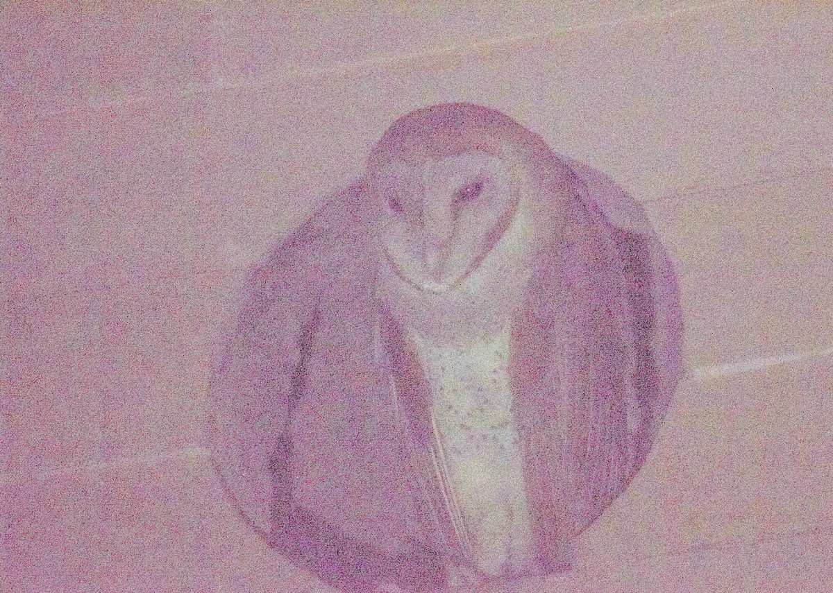 Barn Owl - ML454404641