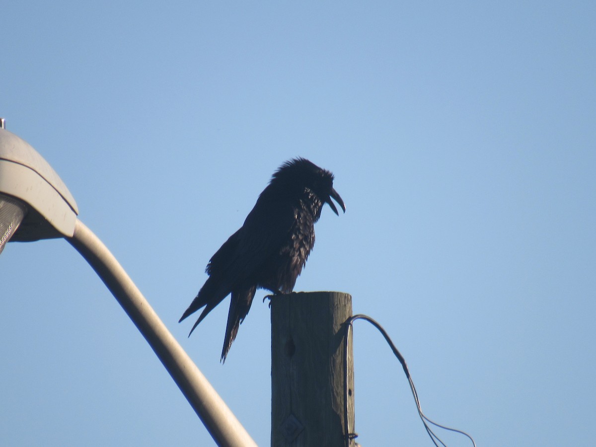 Хон хэрээ - ML454404821