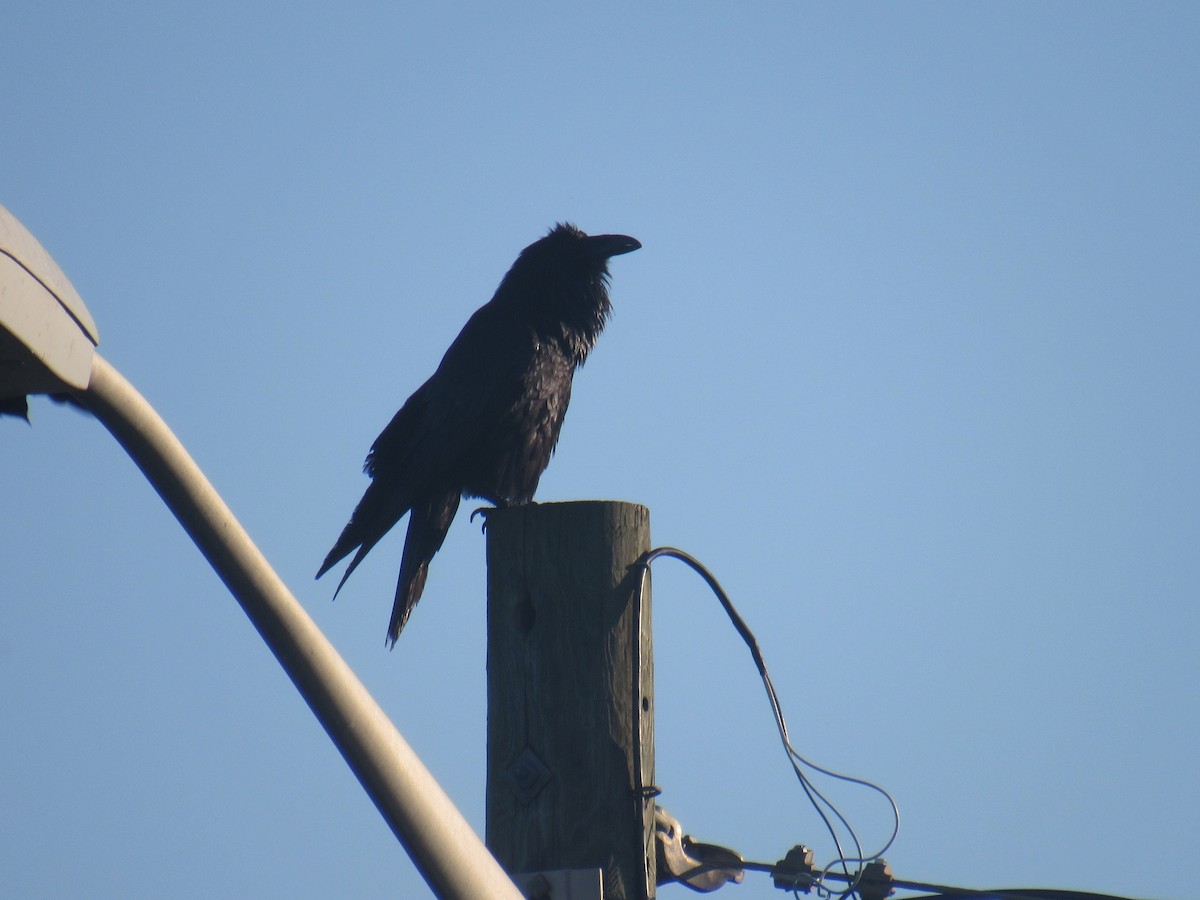 Common Raven - ML454404831