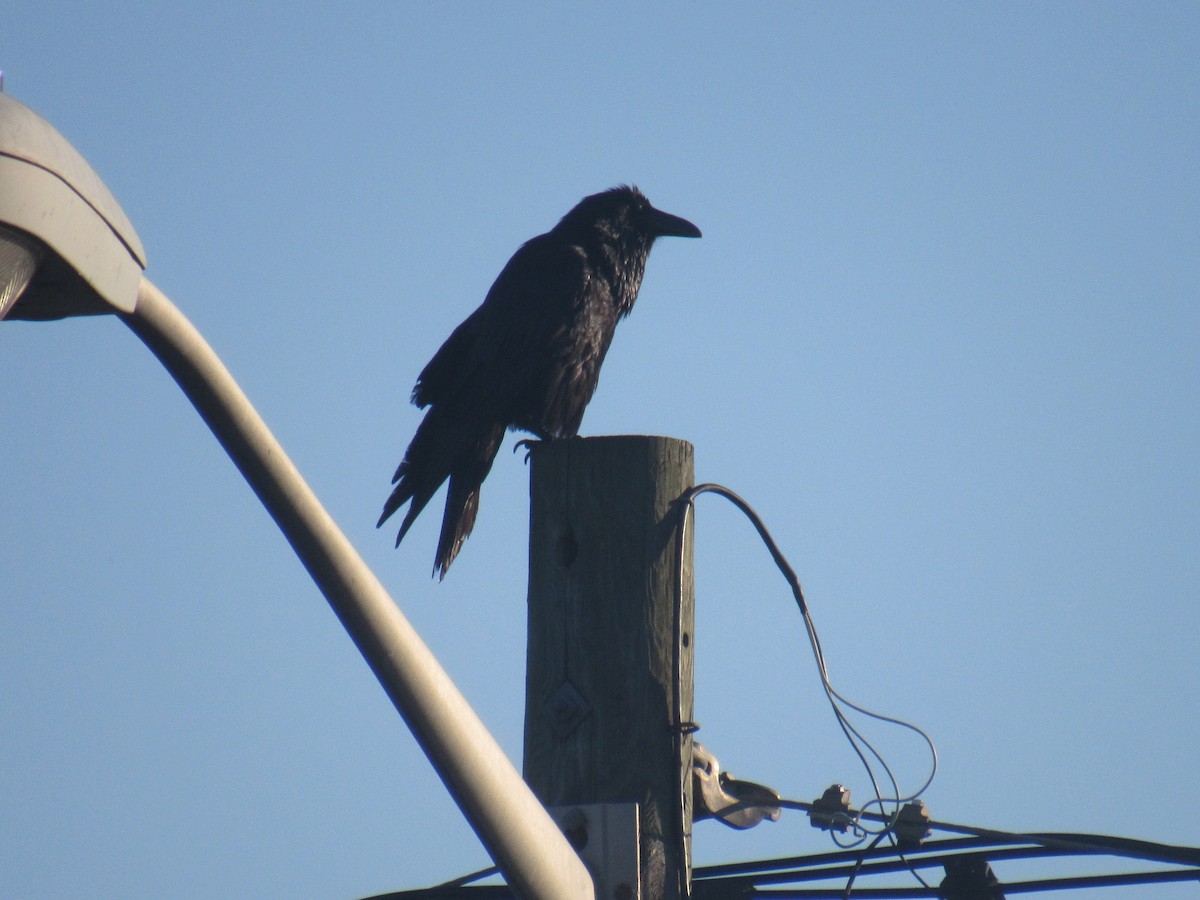 Хон хэрээ - ML454404841