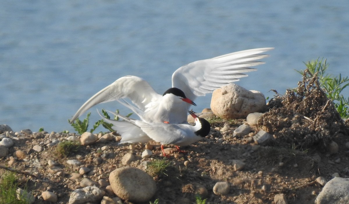 Common Tern - Curtis Combdon