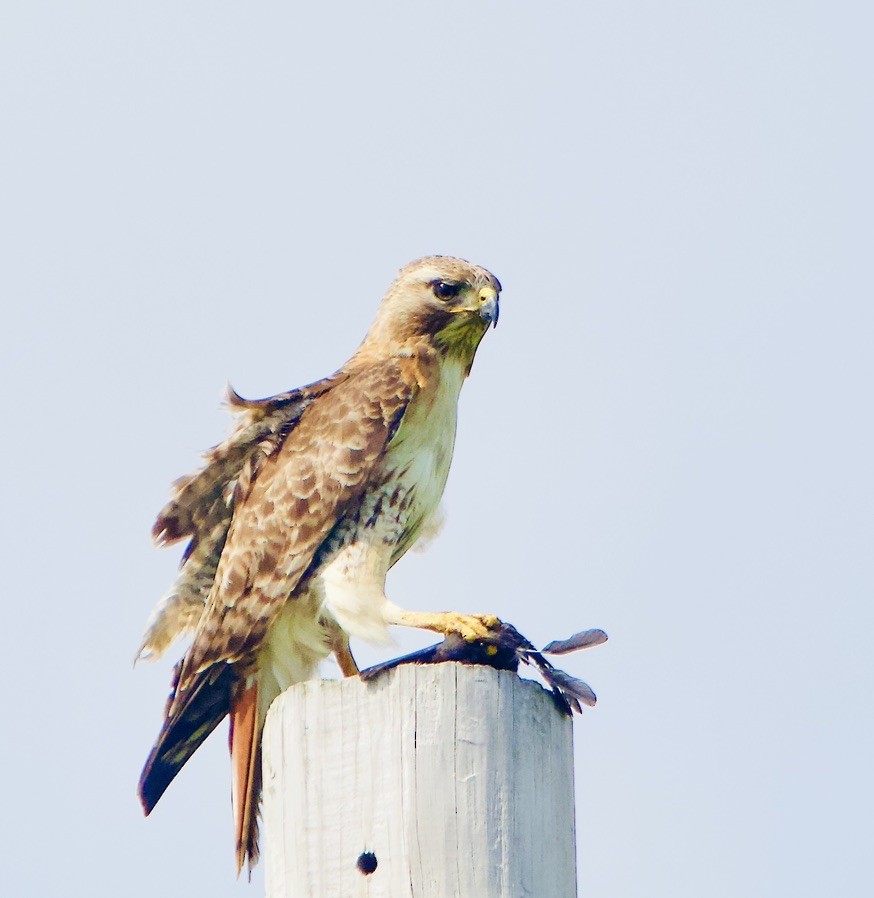 Red-tailed Hawk - ML454407401