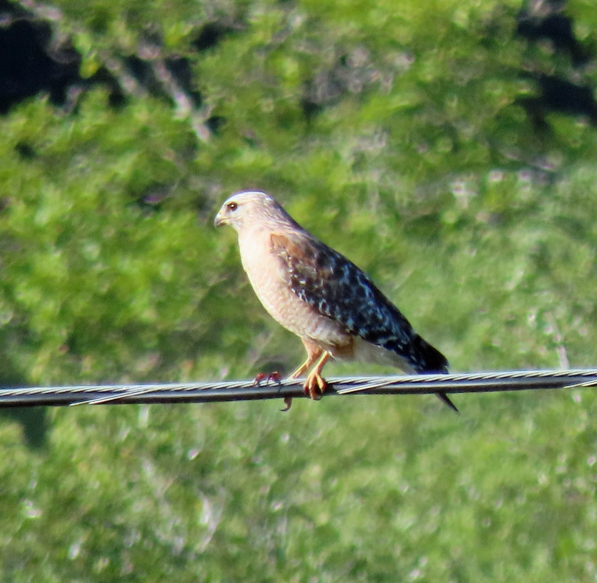 Red-shouldered Hawk - ML454407581