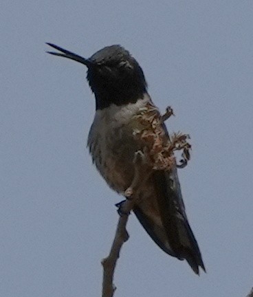Black-chinned Hummingbird - ML454407681