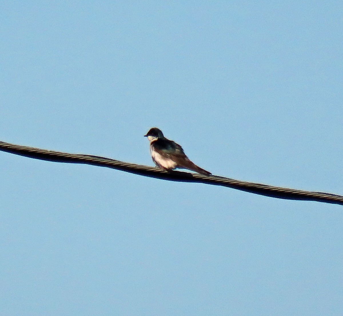 Tree Swallow - ML454407811