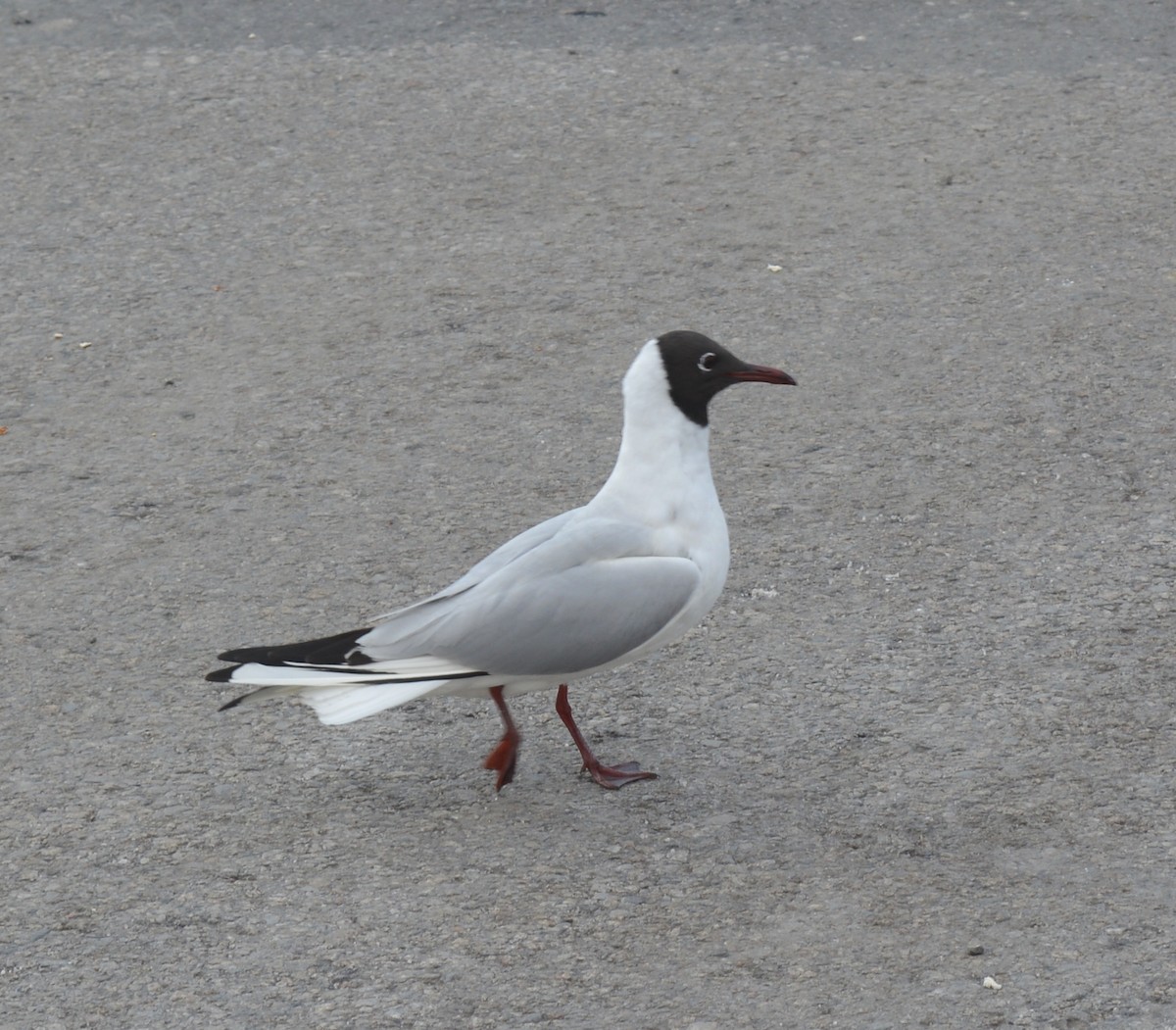 Black-headed Gull - ML454407921
