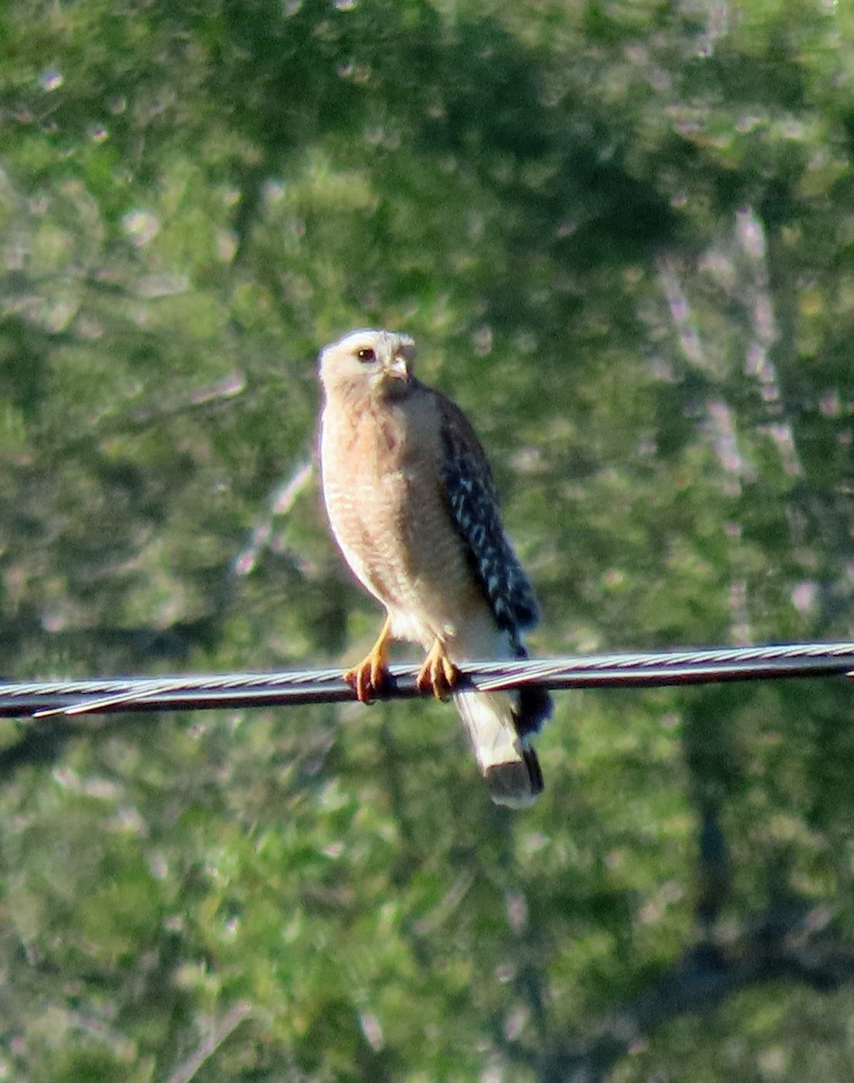 Red-shouldered Hawk - ML454408001