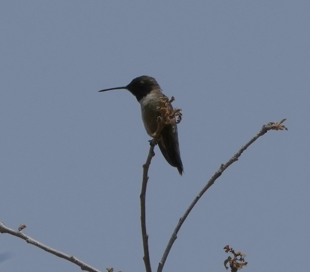Black-chinned Hummingbird - ML454408031