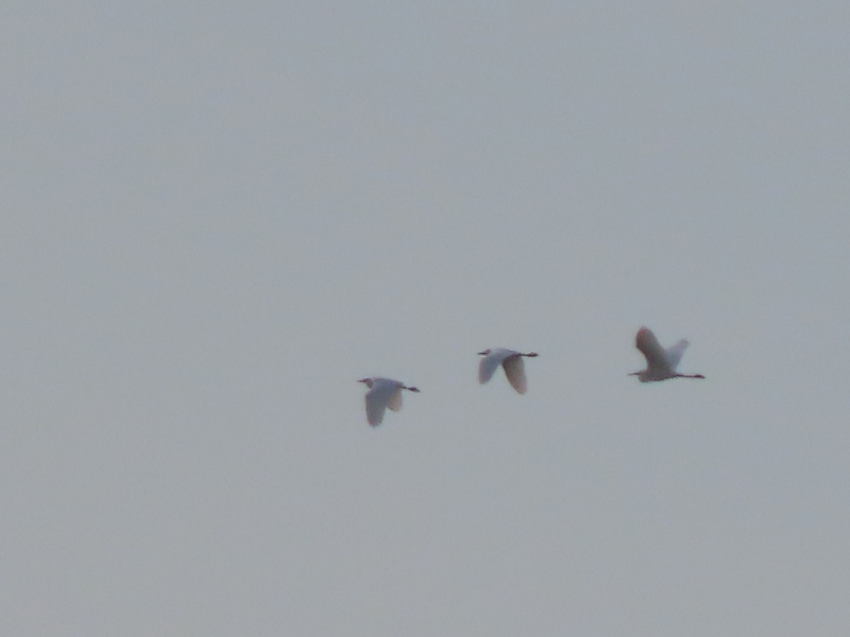 Western Cattle Egret - ML454408051