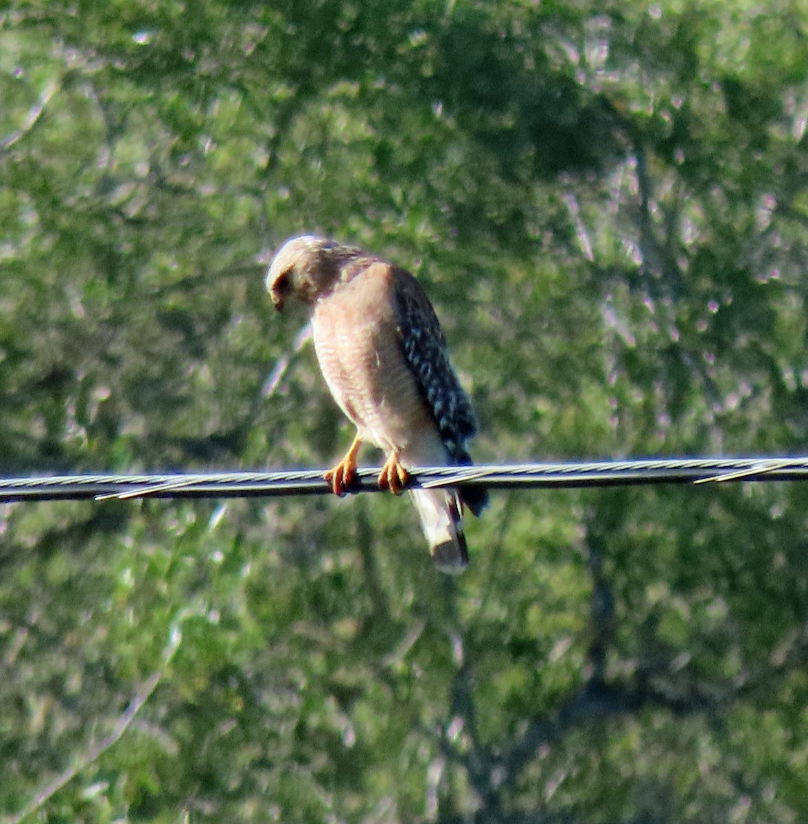 Red-shouldered Hawk - ML454408181