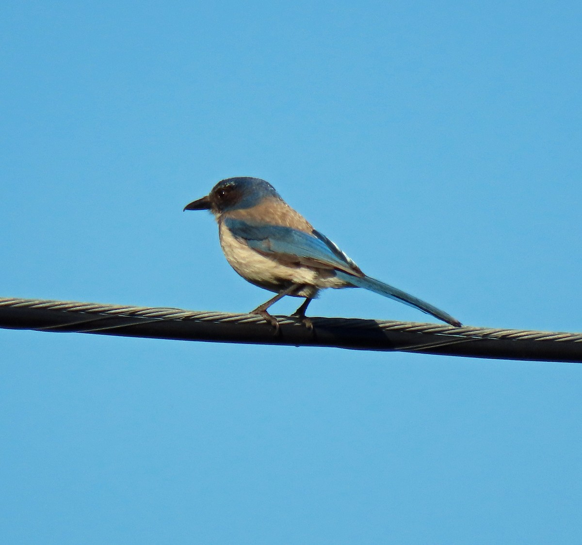 California Scrub-Jay - ML454408251