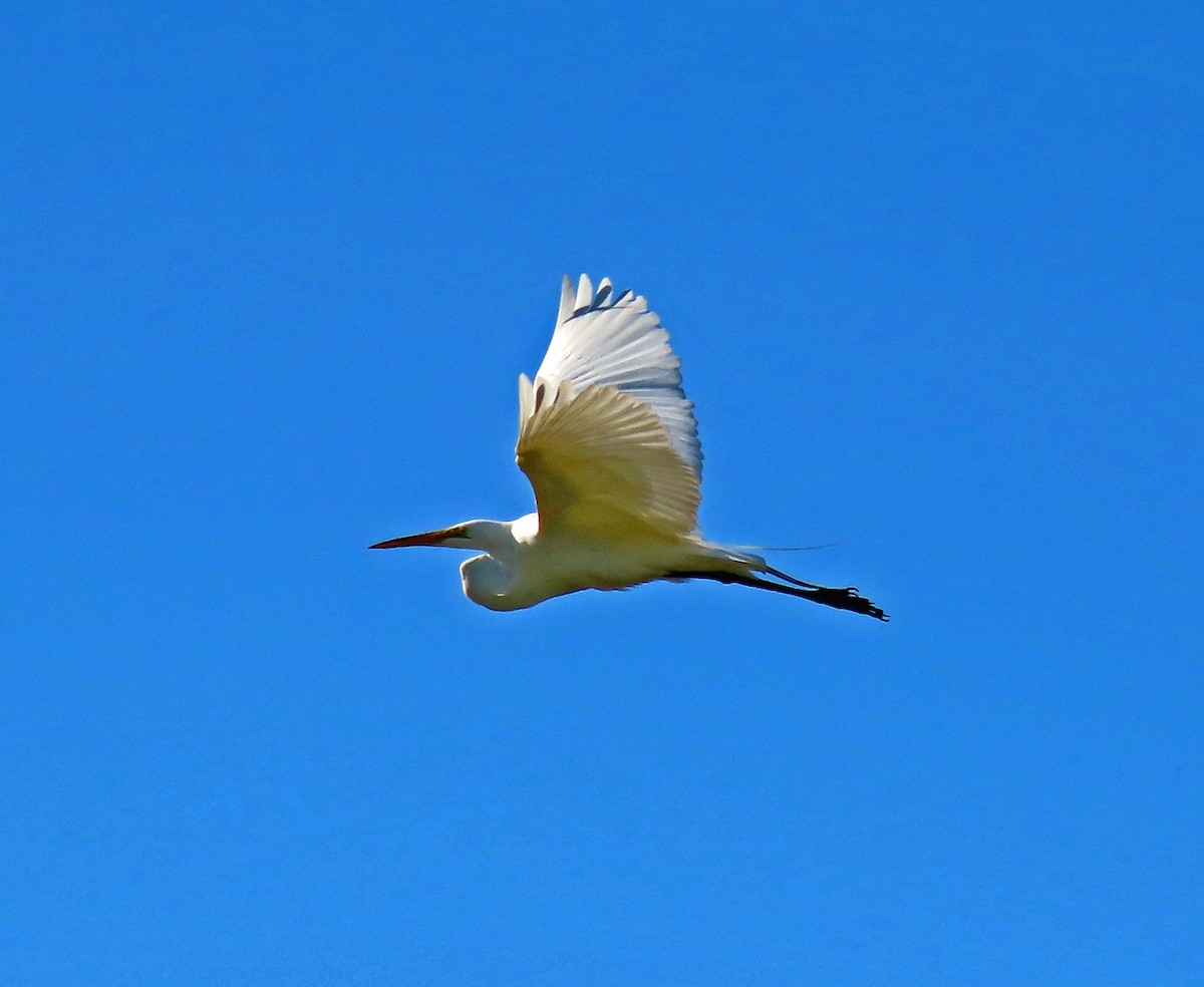 Great Egret - ML454408271