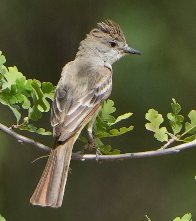 Ash-throated Flycatcher - ML454409641