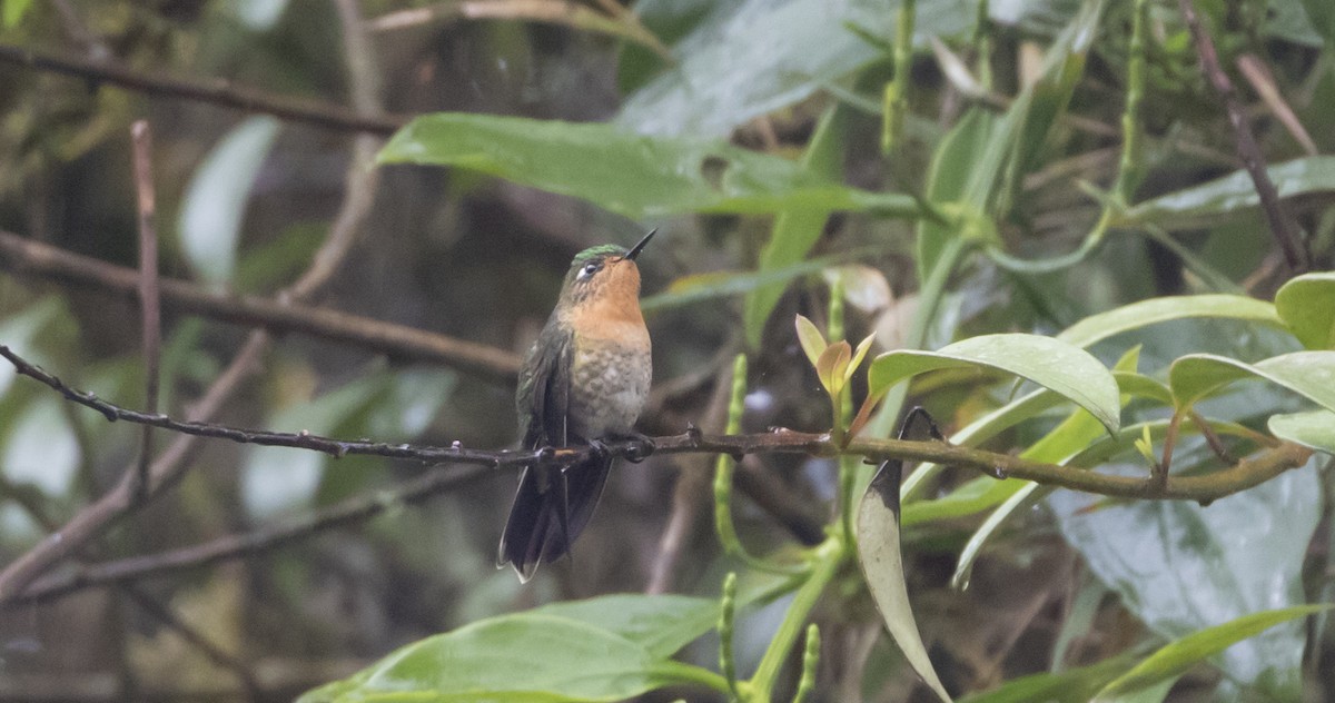 kolibřík dřišťálový - ML454411131