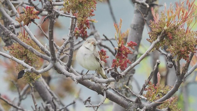 Olive-tree Warbler - ML454411471