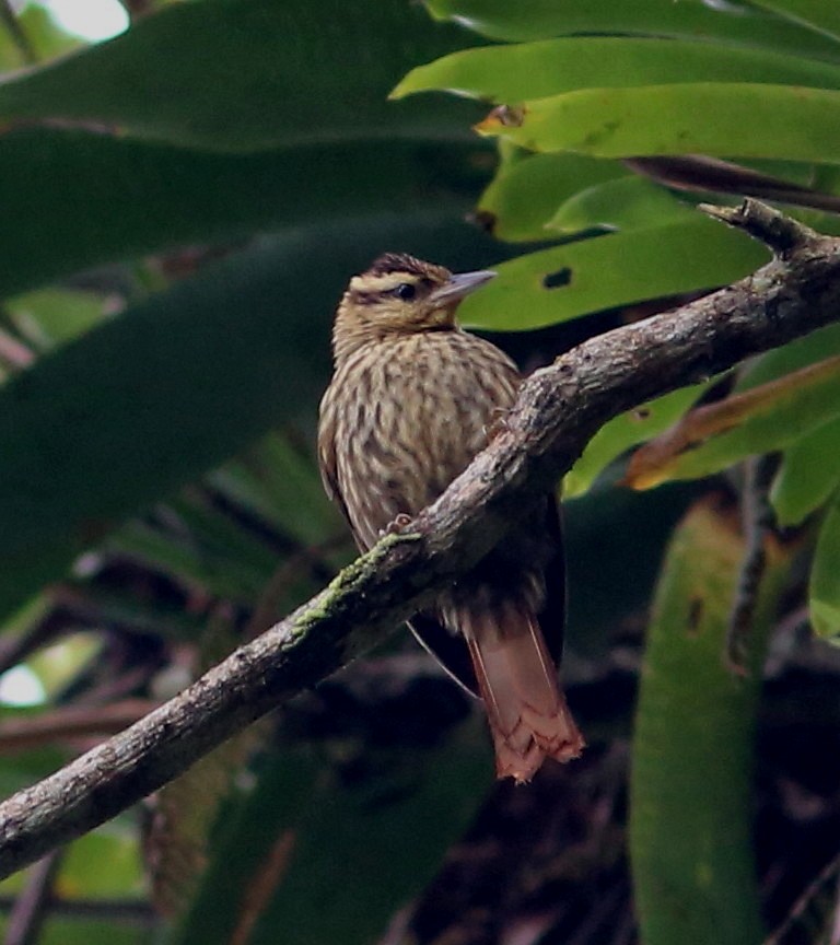 Pale-browed Treehunter - Rohan van Twest