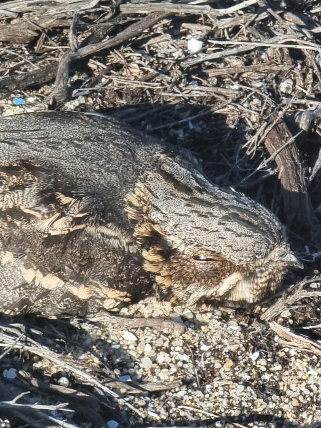 Eurasian Nightjar - ML454411911