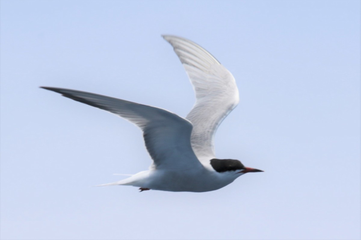 Common Tern - ML454412811