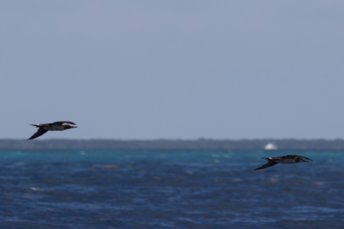 Northern Gannet - ML454413141